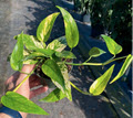 4" Epipremnum Pinnatum Variegated Neon  